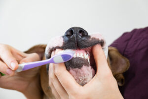 saiba como escovar os dentes do seu pet