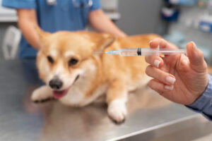 entenda a importância das vacinas para os pets