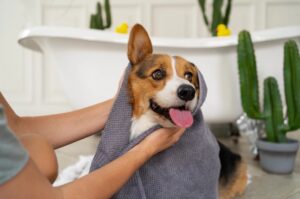 saiba como proteger os ouvidos do seu cachorro na hora do banho